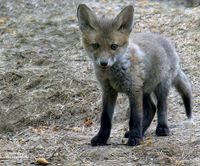 Fuchs Welpe in Schwelm
